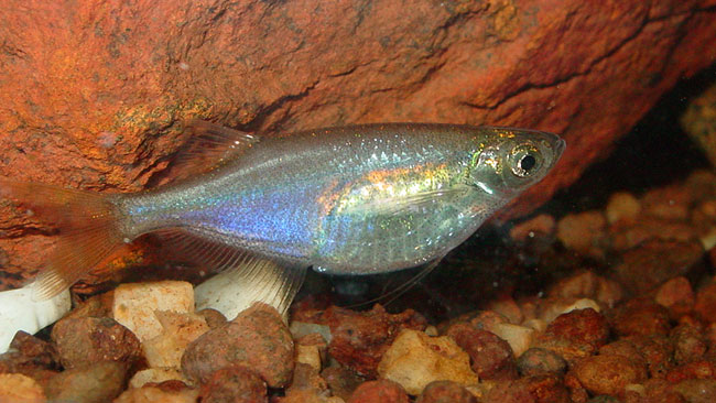 Female specimen.