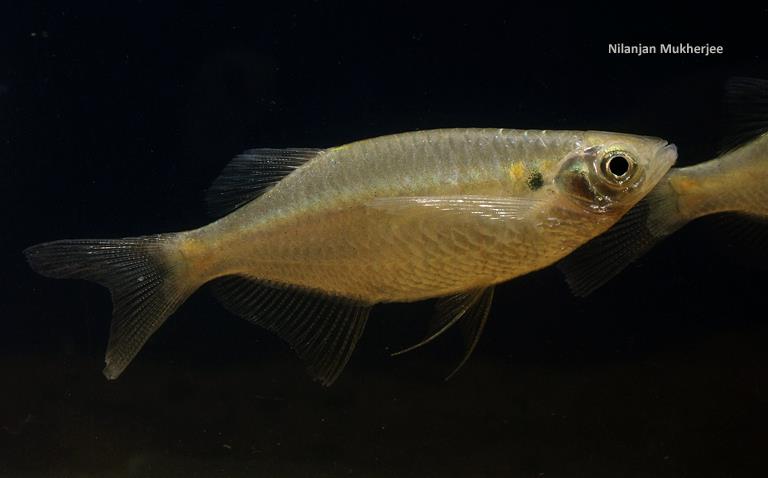 Specimen collected from the Dibru River (Brahmaputra system) at Guijan, Tinsukia district, Assam state, northeastern India.