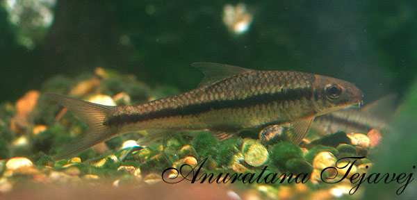 Individual in the aquarium.