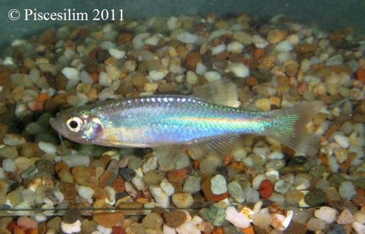 Specimen from the Membiak River, Peninsular Malaysia.