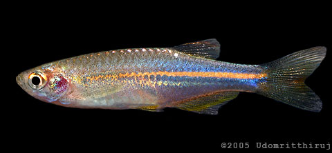 Specimen from the upper Kwai River, Thailand.