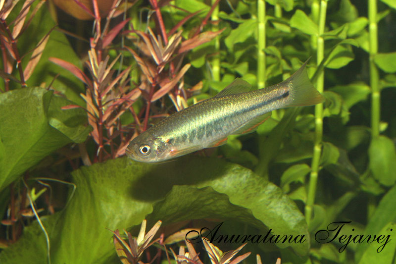 Dominant male individual.