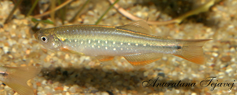 Subdominant male.