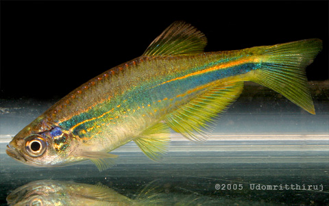 Adult male.