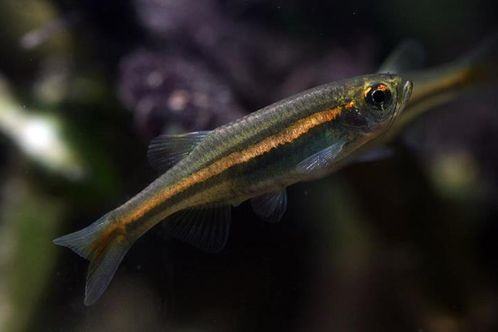Wild-collected specimen.