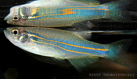 Specimen from Peninsular Thailand.
