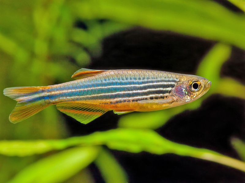 Probable adult female of the striped form.