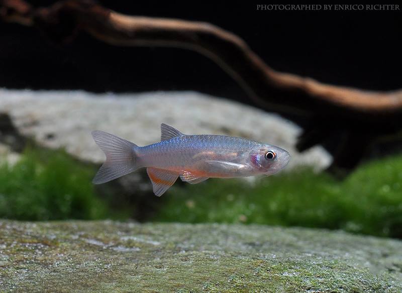 Specimen from the German aquarium trade.