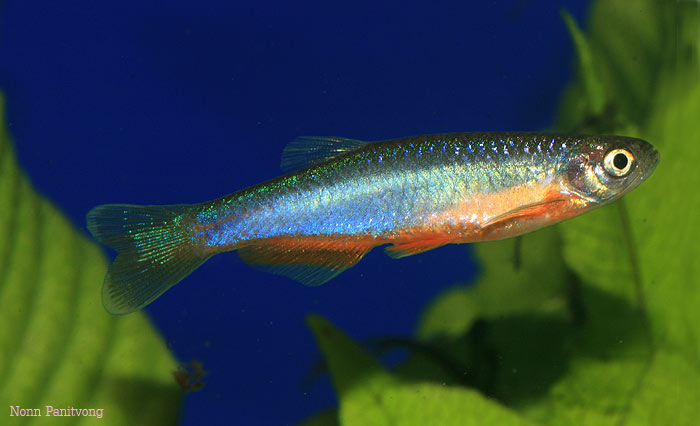 Male individual from northern Thailand.