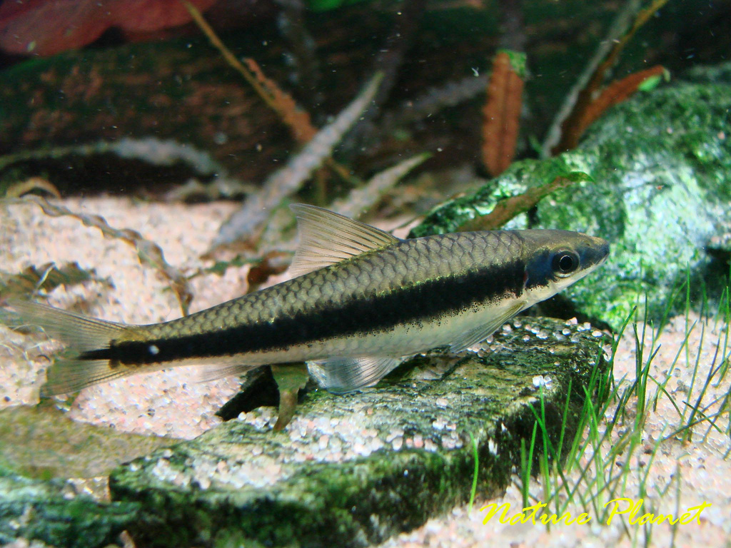 Adult individual.
