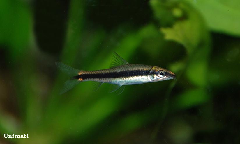 Juvenile individual of what appears to be C. langei.