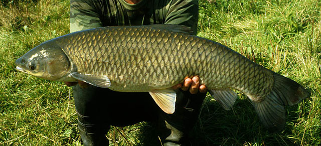 5.5 kg specimen from Tueholm Lake, Denmark.