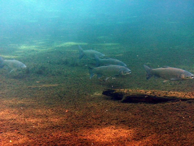 Adult group in Gainer Spring, Florida, USA, where the species has been stocked but does not reproduce.