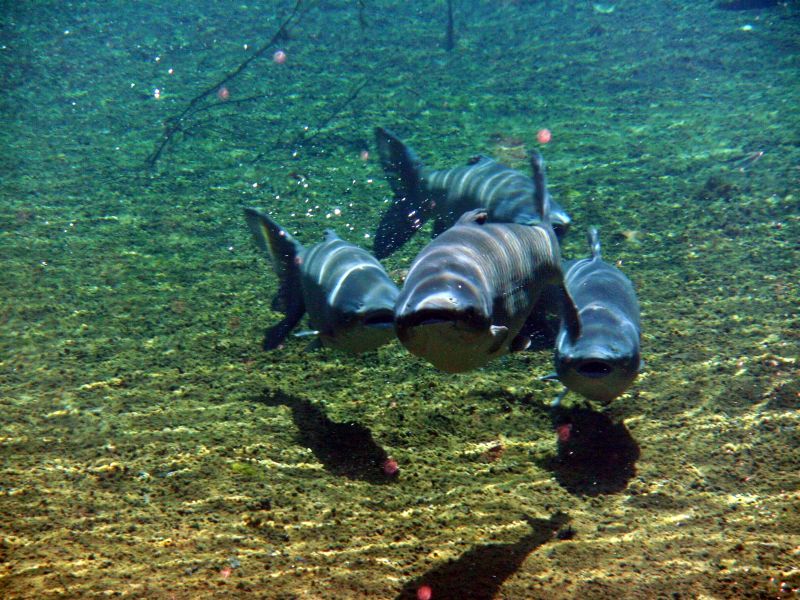 Another shot of the Gainer Spring fish.