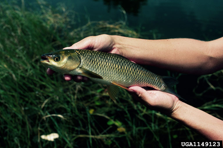 In the USA, sterile triploid fish, such as this individual, are often used to control invasive aquatic plants.