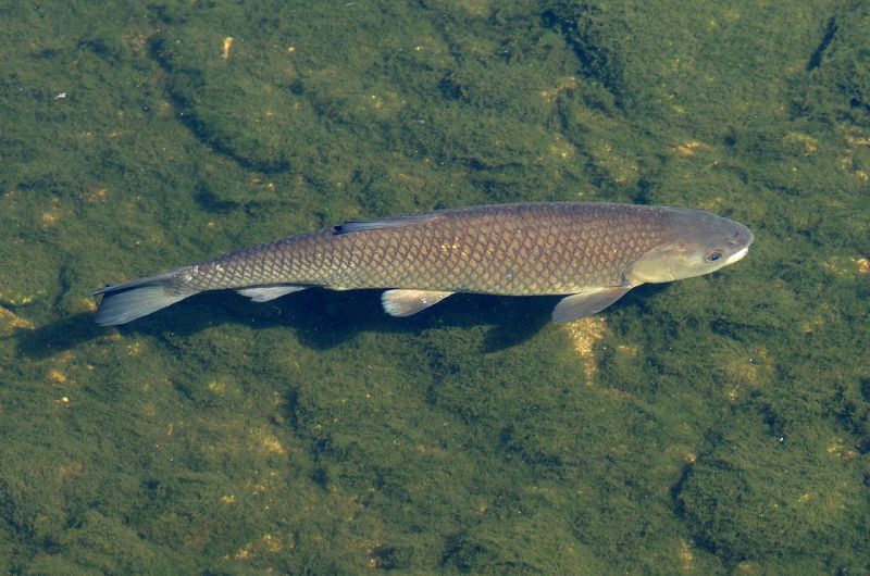 Subadult in the Murg River, northern Black Forest, Germany.
