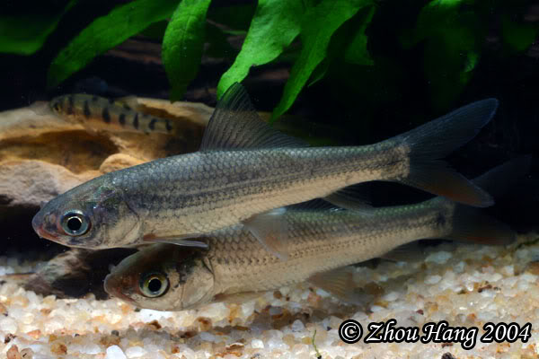 Juveniles such as these are typically encountered in the aquarium trade.