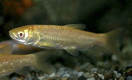 Juvenile individual of the ornamental albino strain.