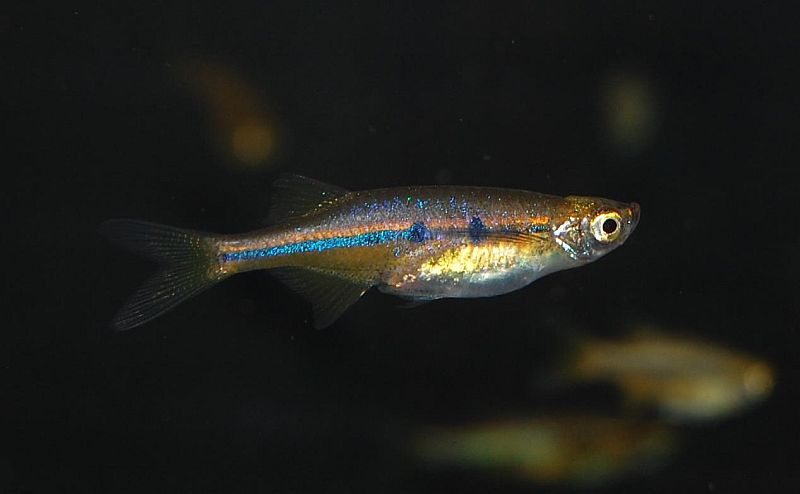 Specimen from the UK aquarium trade.