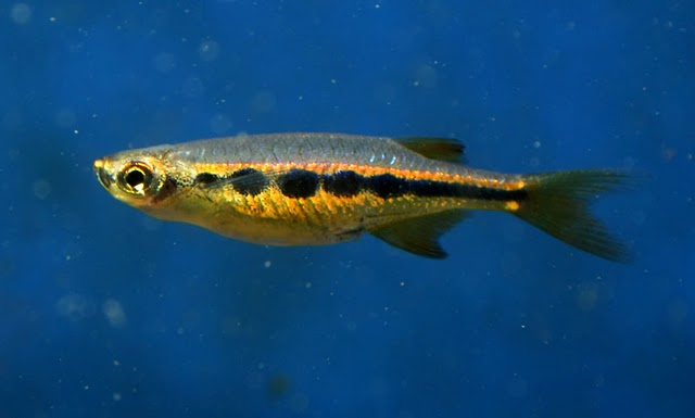 Wild specimen from the Sita River in Karnataka state, southern India.