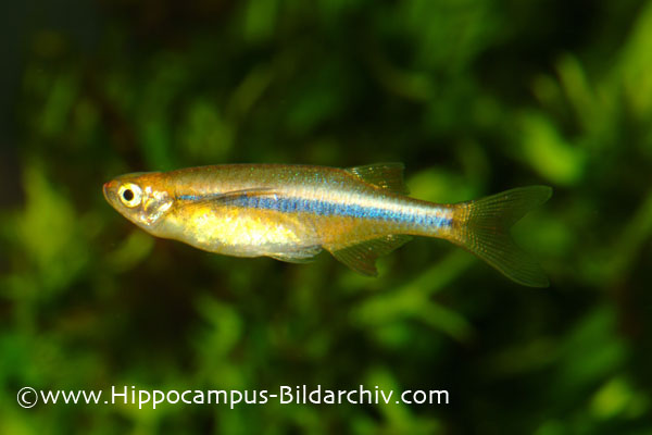 Individual from the German aquarium trade without spots on the lateral stripe.