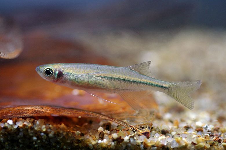 This species possesses very long pelvic fins, which reach past the anus.