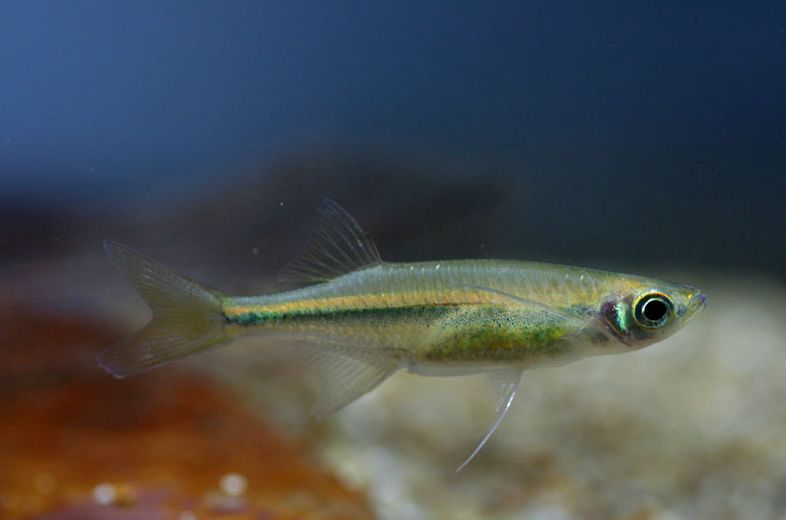 Newly-introduced or otherwise stressed individual with pale colour pattern.