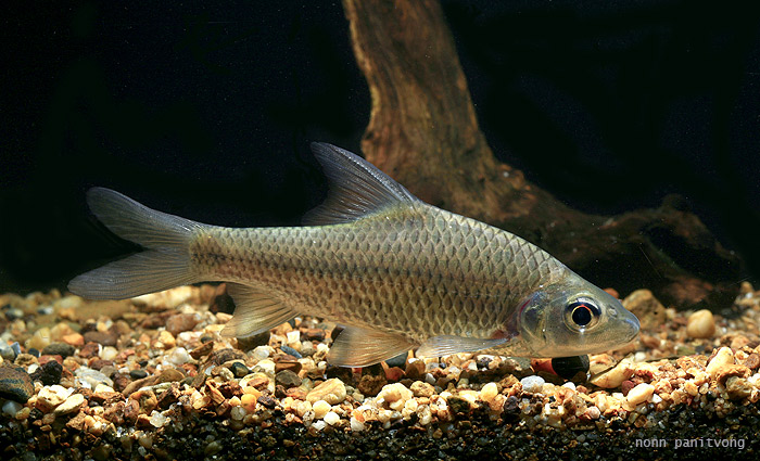 Subadult specimen from Thailand.