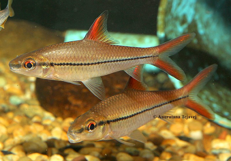 Adult specimens.
