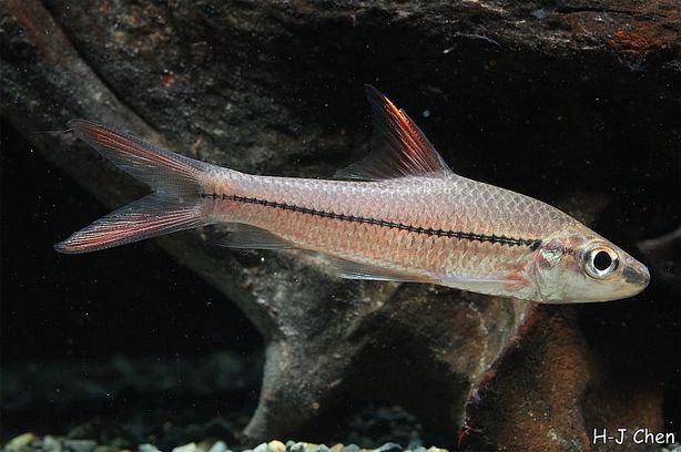 Juvenile individual.