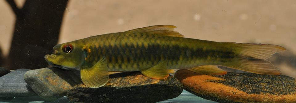 Freshly-collected wild specimen.