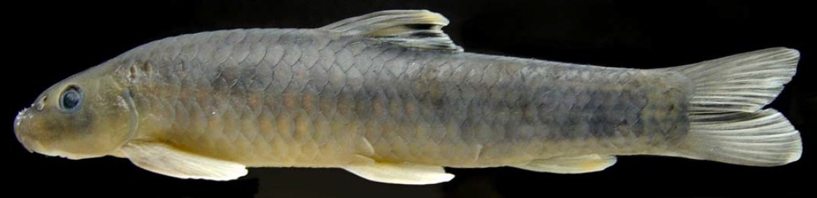 Lateral view of holotype RGUMF-0184.