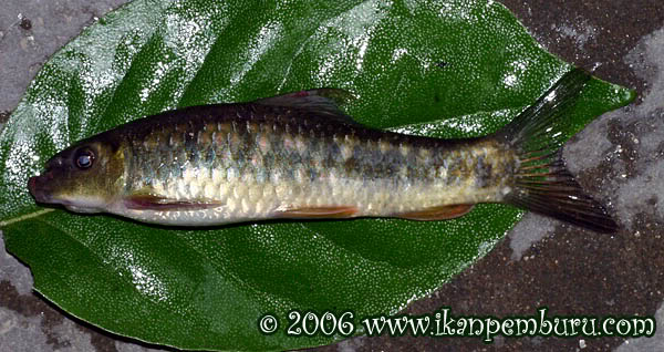 Individual collected from the type locality.