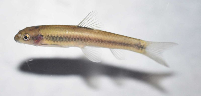 Individual collected from the Neyyar River basin.