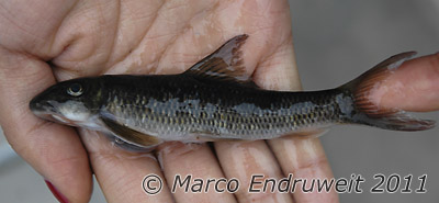 Specimen from the Red River system, China.