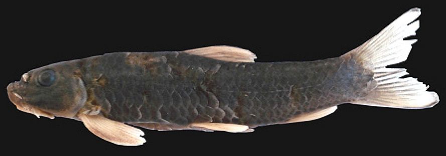Garra kalpangi, holotype, RGUMF-0006, 60mm SL.; Lateral view.