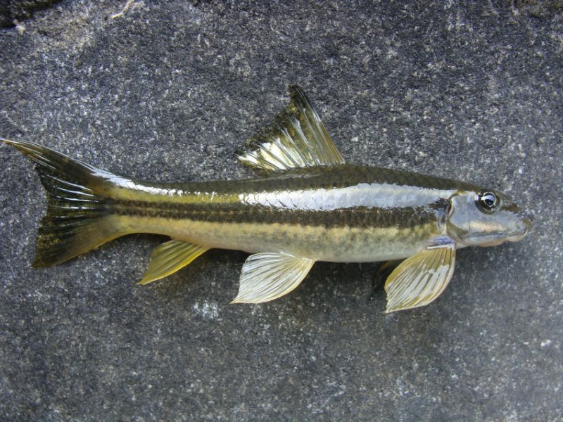 Freshly-collected male individual.