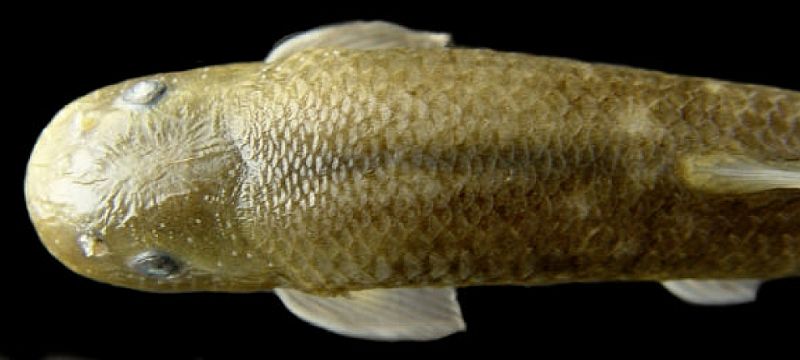 Dorsal view with predorsal scales visible.