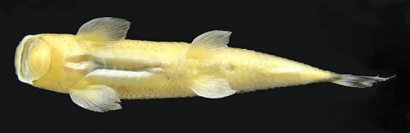Ventral view of paratype.