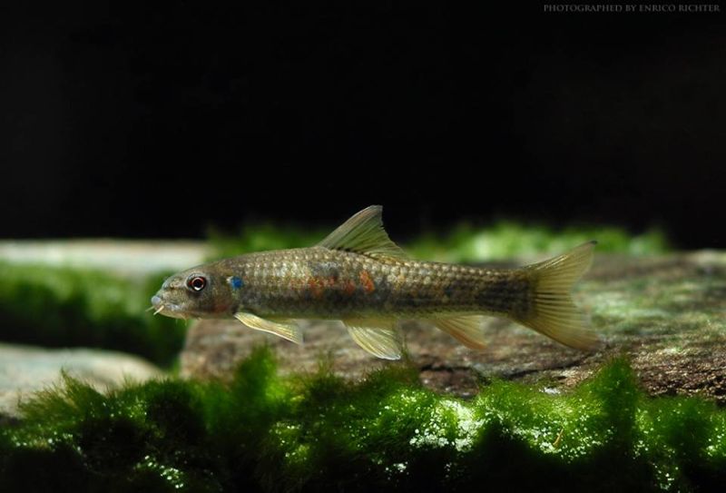 Specimen from the German aquarium trade.