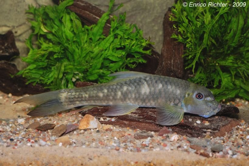 Putative adult male from the German aquarium trade.