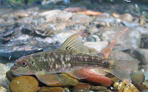 Specimen from the Ataran (known as Kasat in Thailand) River, a tributary system within the larger Salween drainage.