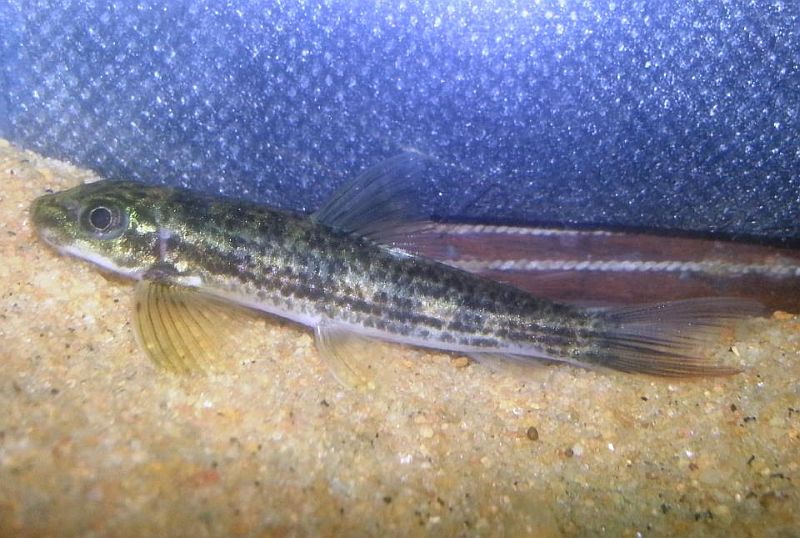 Another individual from the Chalakkudy.