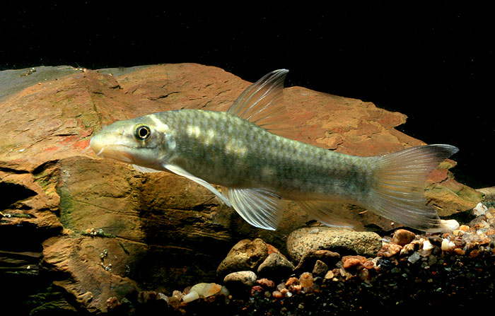 Specimen from the Thai aquarium trade, imported as a contaminant in a batch of wild Garra flavatra.
