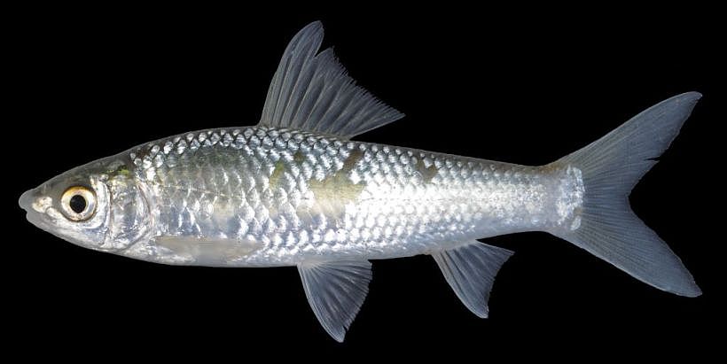 Specimen from the Mekong River in Cambodia.