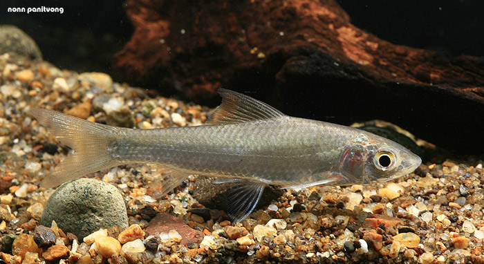 Specimen from Thailand.