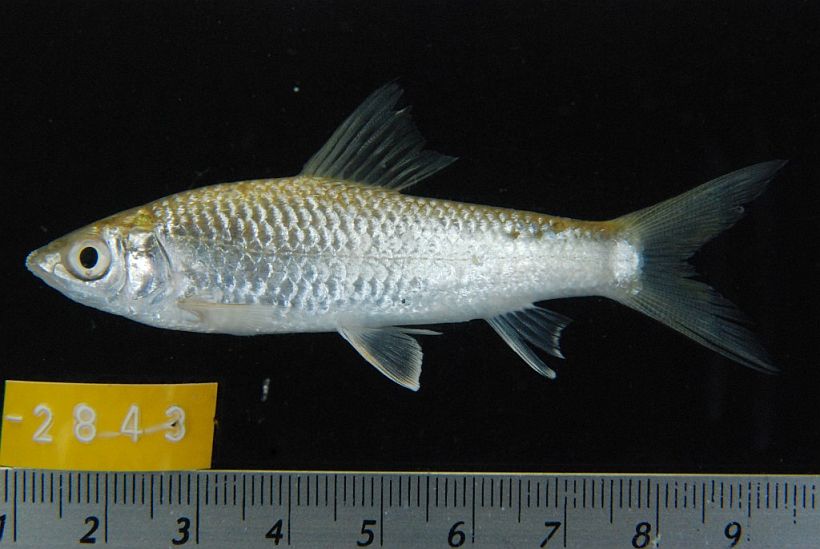 Individual collected from the Mekong in Kampong Thom province, central Cambodia.