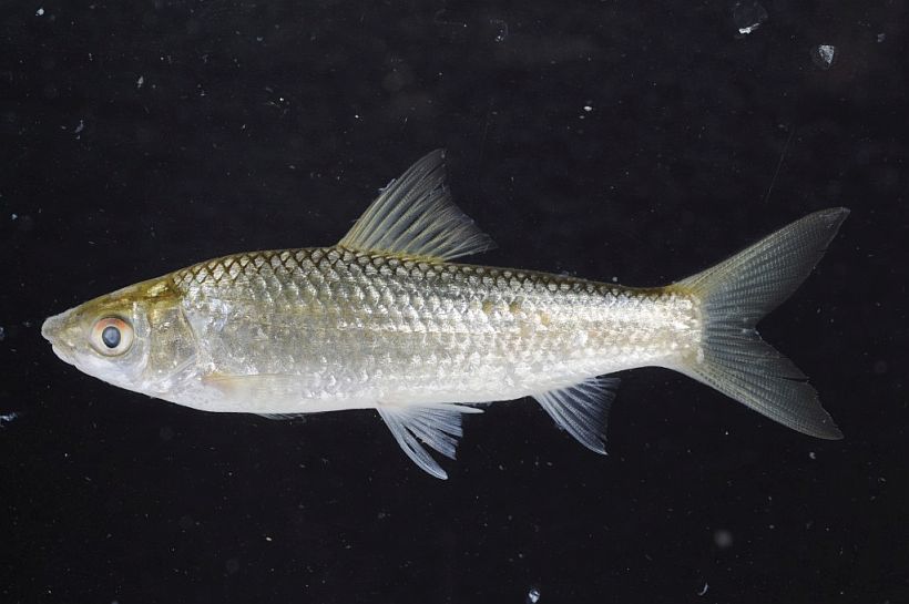 Specimen from the Tonlé Sap River at Phnom Penh, Cambodia.