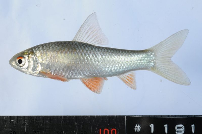 Specimen from the Mekong River close to Kaysone Phomvihane, Savannakhet Province, western Laos.