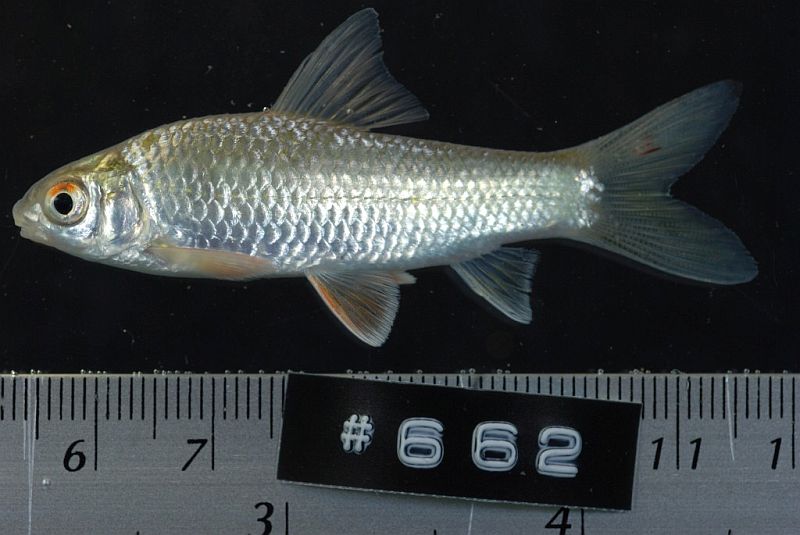 Specimen from the Mekong in Vientiane province, western Laos.